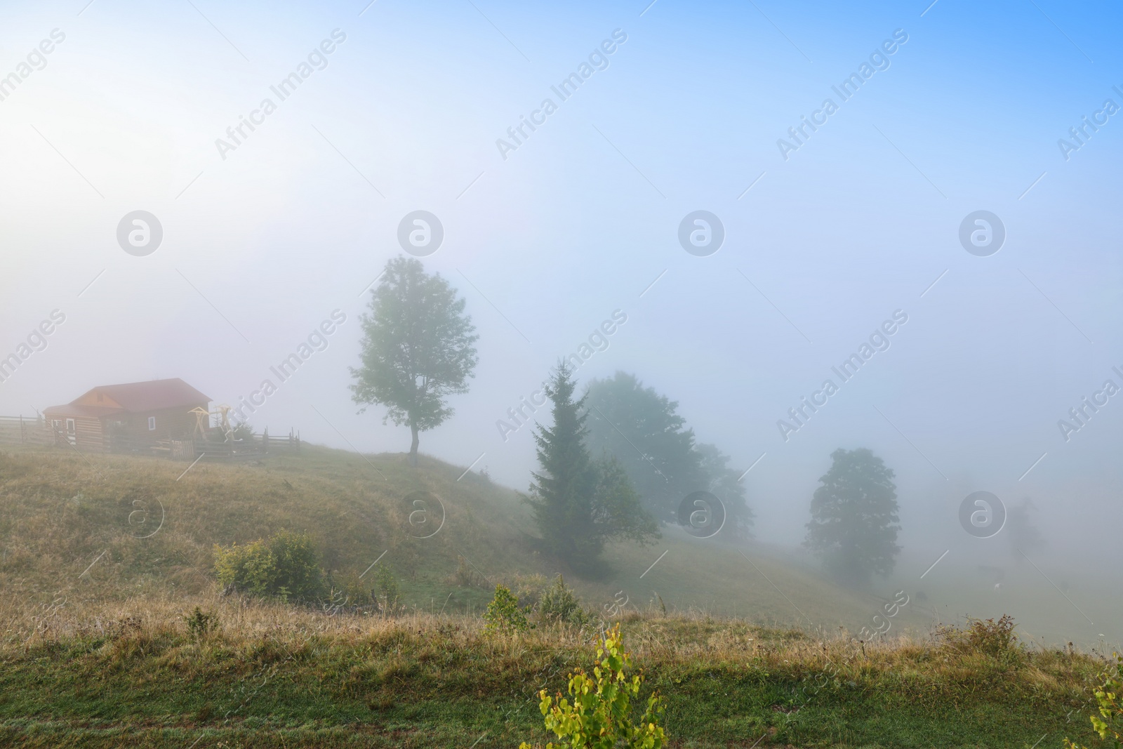 Photo of Trees growing on mountain hill in foggy morning