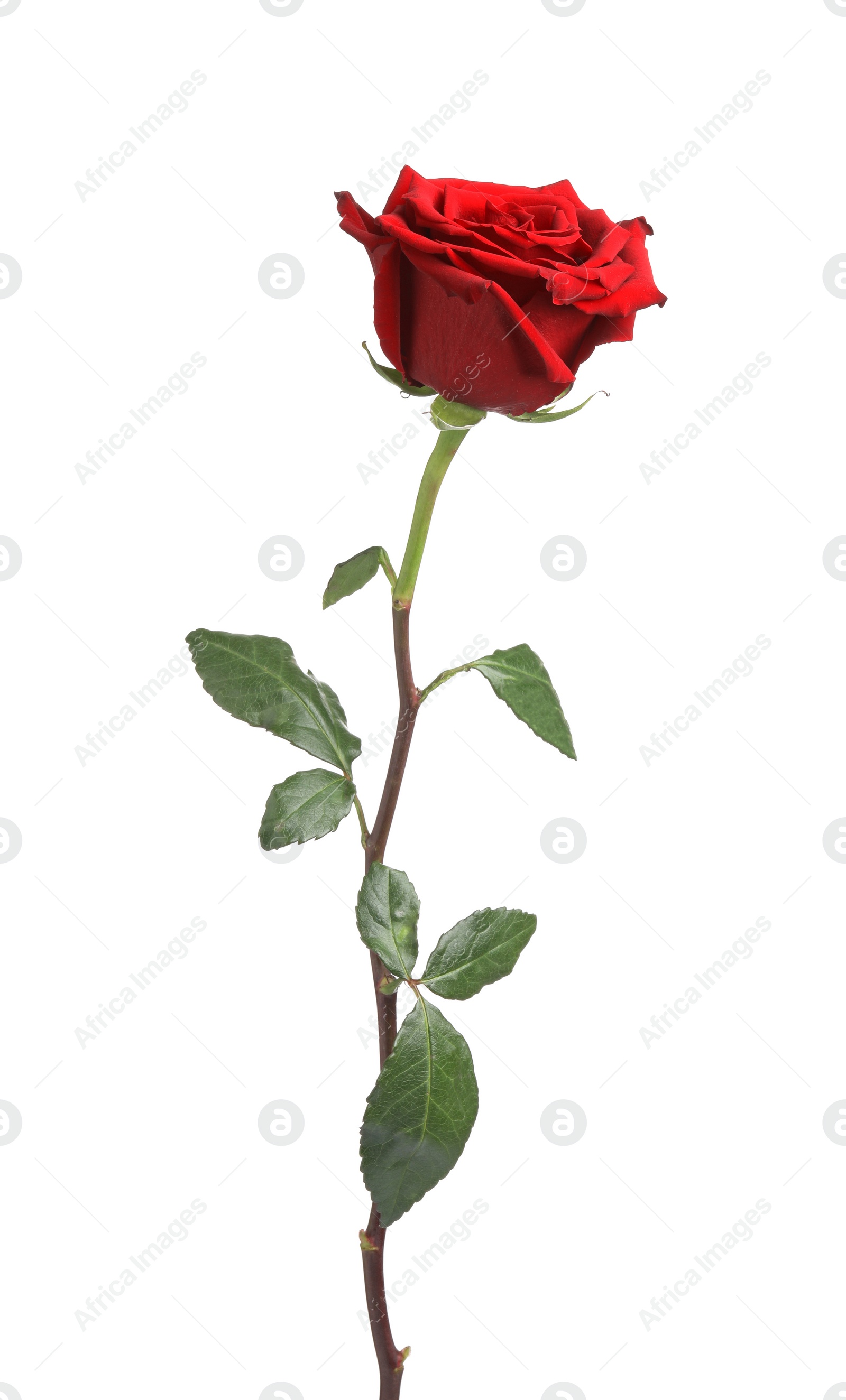 Photo of Beautiful fresh red rose isolated on white