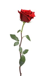 Photo of Beautiful fresh red rose isolated on white