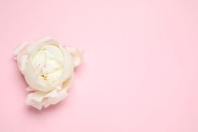 Beautiful white peony on pink background, top view. Space for text