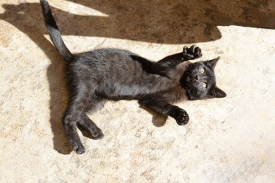 Photo of Playful black kitten outdoors on sunny day. Space for text