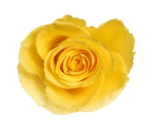 Photo of Beautiful fresh yellow rose isolated on white