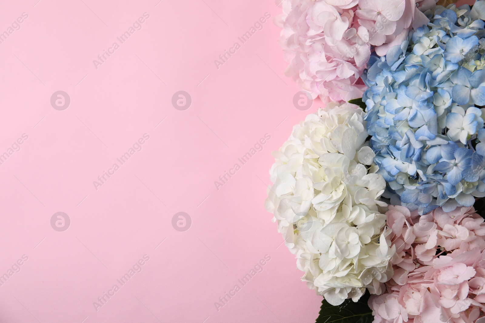 Photo of Beautiful hydrangea flowers on pink background, top view. Space for text