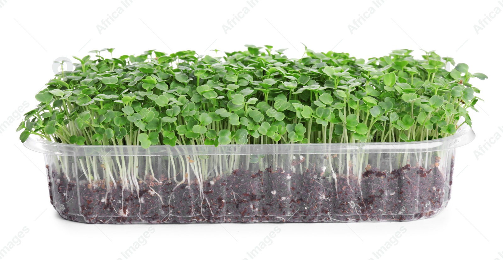 Photo of Fresh organic microgreen in plastic container on white background