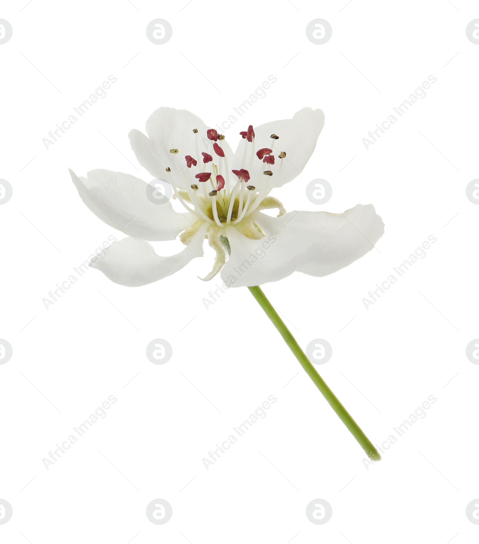 Photo of Beautiful flower of blossoming pear tree on white background