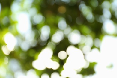 Photo of Blurred view of green trees on sunny day outdoors. Bokeh effect