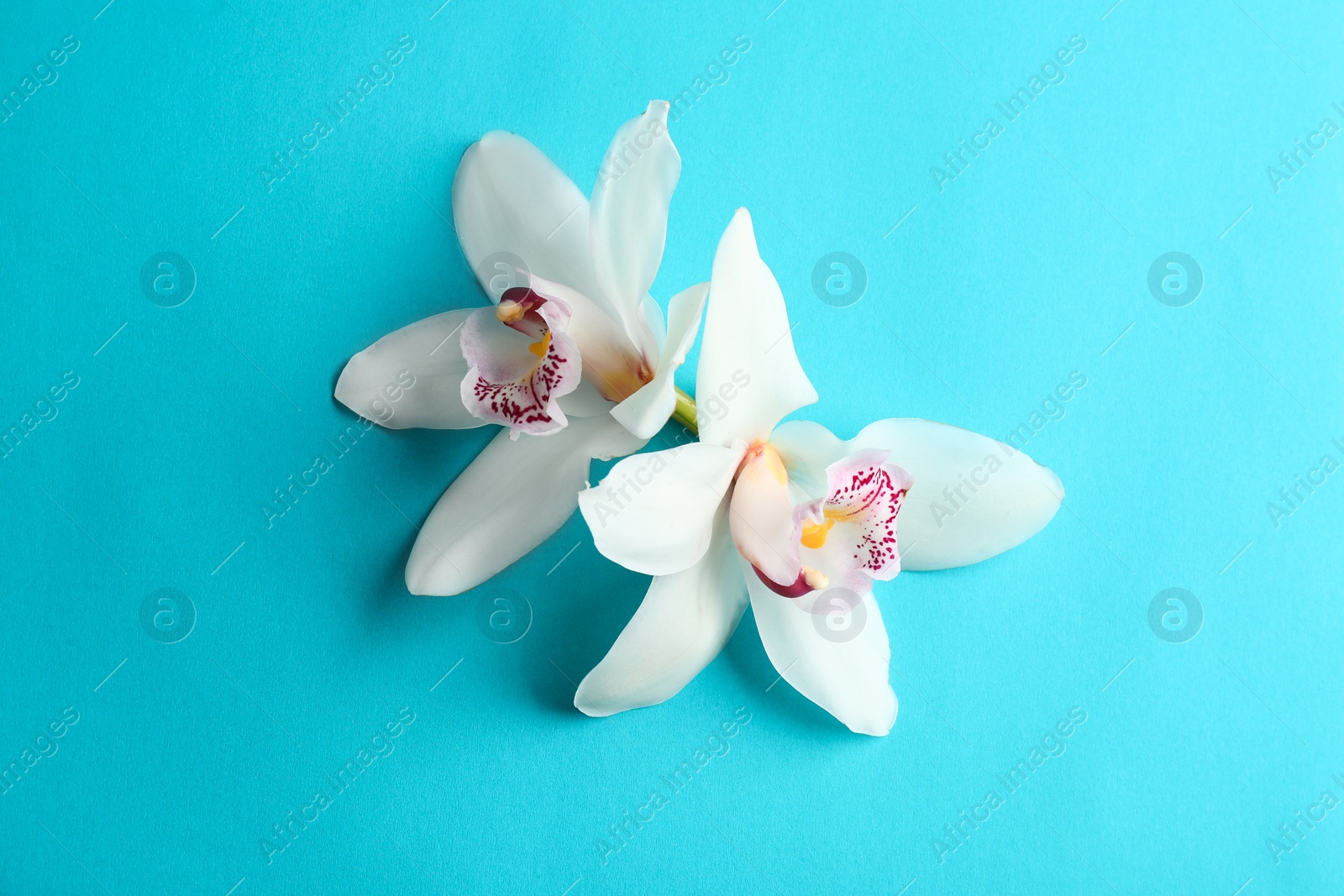 Photo of Beautiful tropical orchid flowers on color background, flat lay