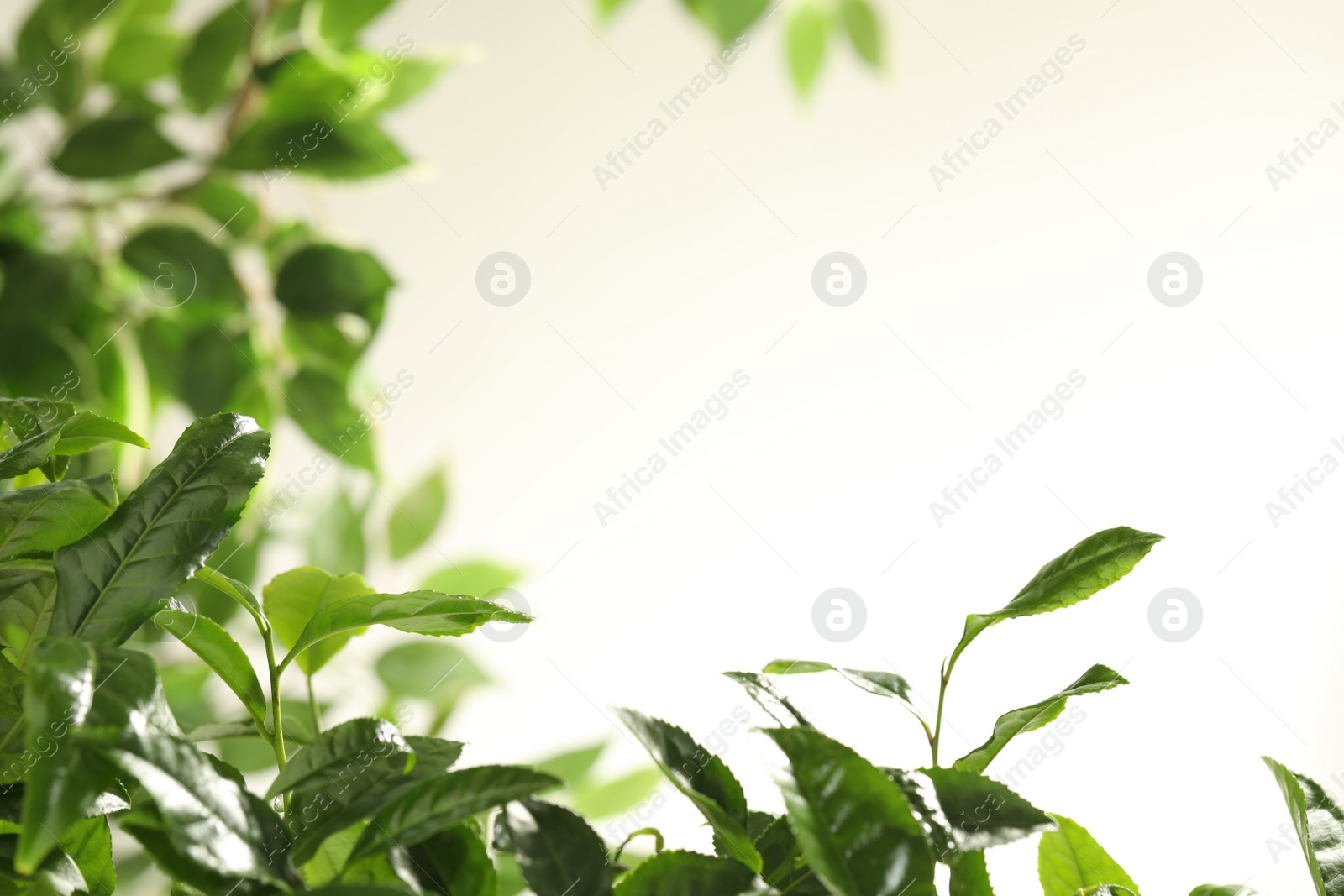 Photo of Closeup view of green tea plant against light background. Space for text