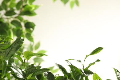 Photo of Closeup view of green tea plant against light background. Space for text