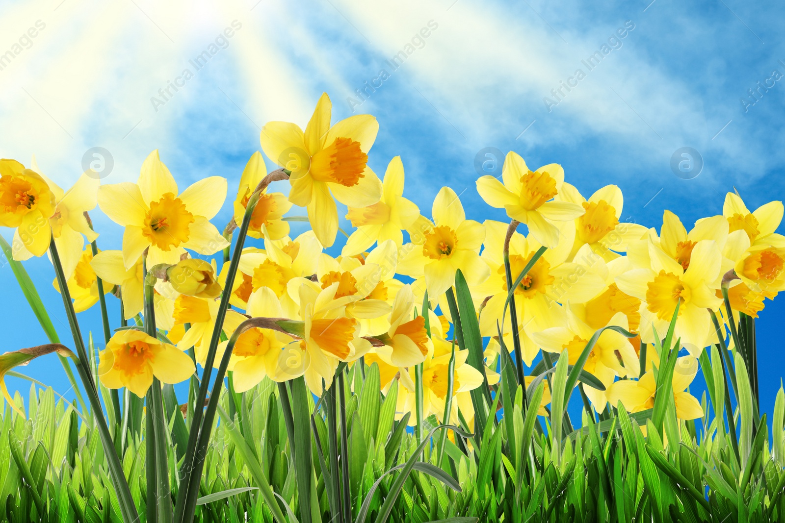 Image of Beautiful yellow daffodils outdoors on sunny day 