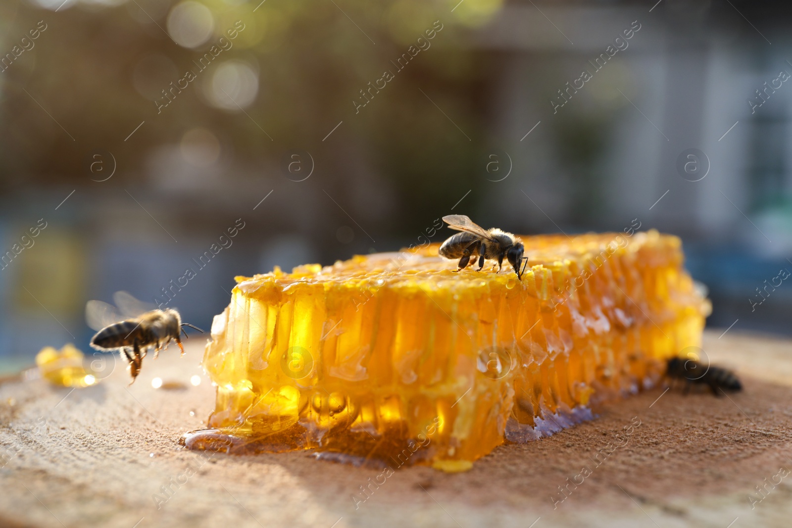 Photo of Piece of fresh honeycomb with bees on wood stump against blurred background, closeup