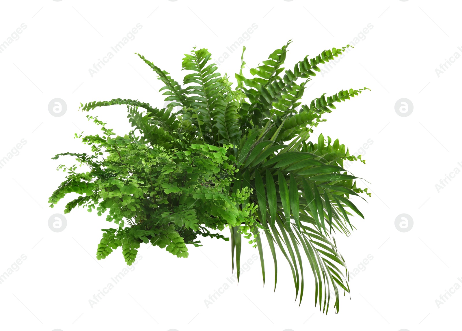 Image of Beautiful composition with fern and other tropical leaves on white background.
