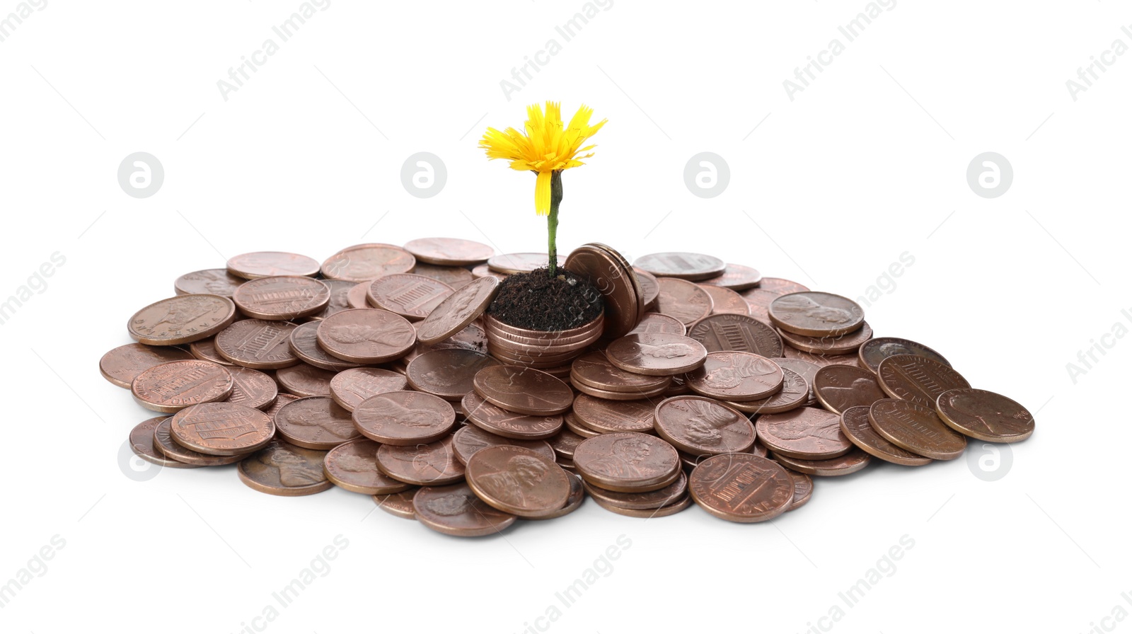 Photo of Pile of coins and flower isolated on white. Investment concept