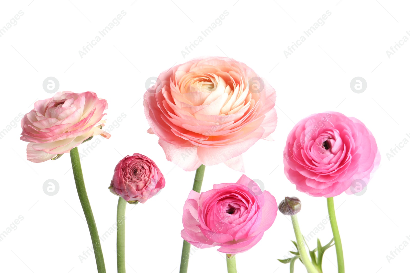 Photo of Beautiful fresh ranunculus flowers on white background