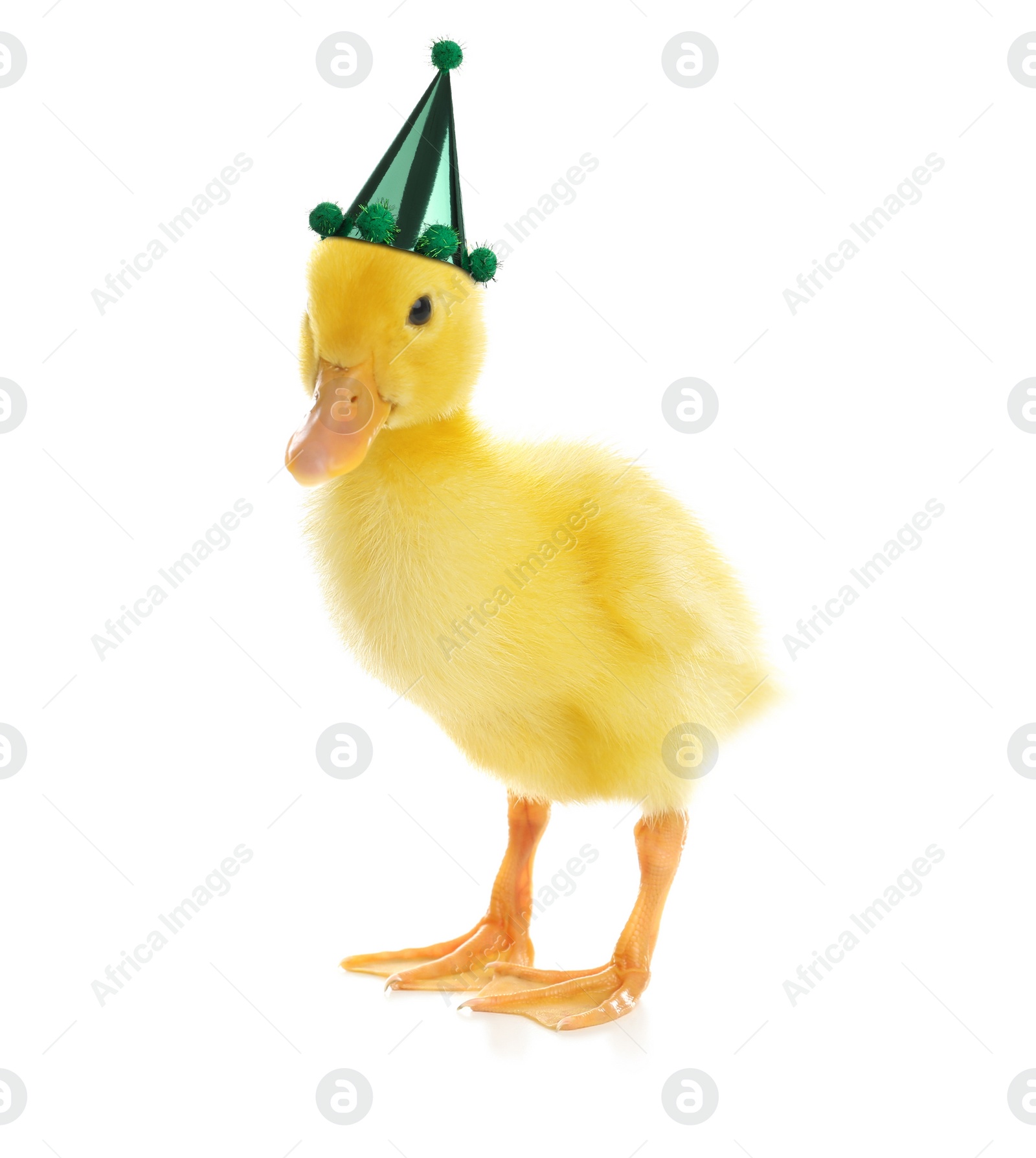 Image of Cute duckling with party hat on white background