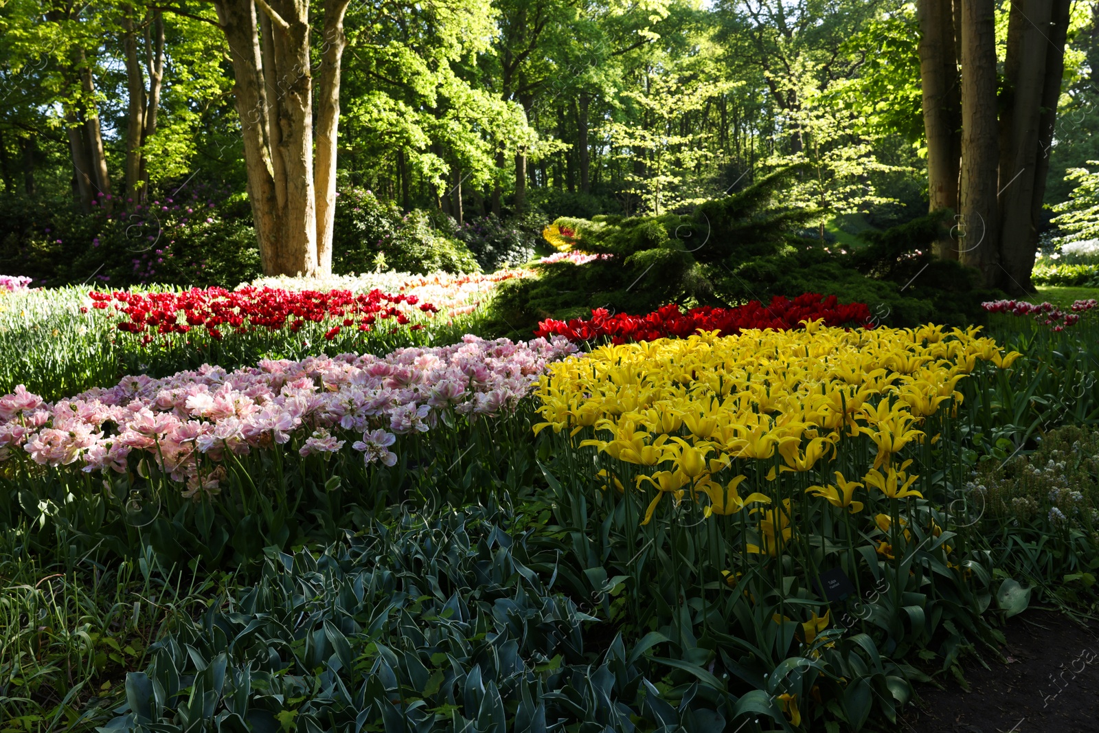 Photo of Many beautiful flowers growing in park on sunny day. Spring season