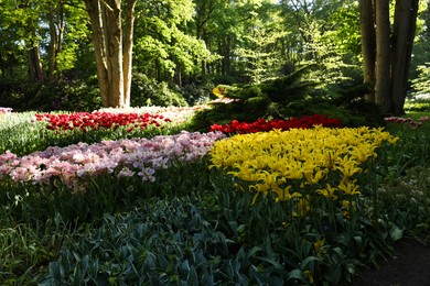 Photo of Many beautiful flowers growing in park on sunny day. Spring season