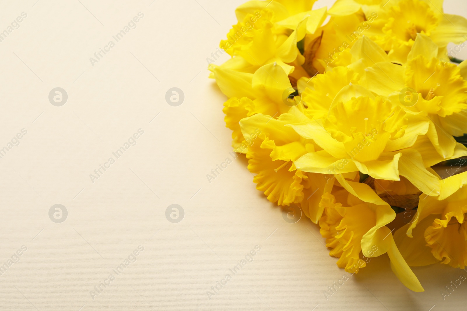 Photo of Beautiful daffodil bouquet on beige background, closeup. Space for text