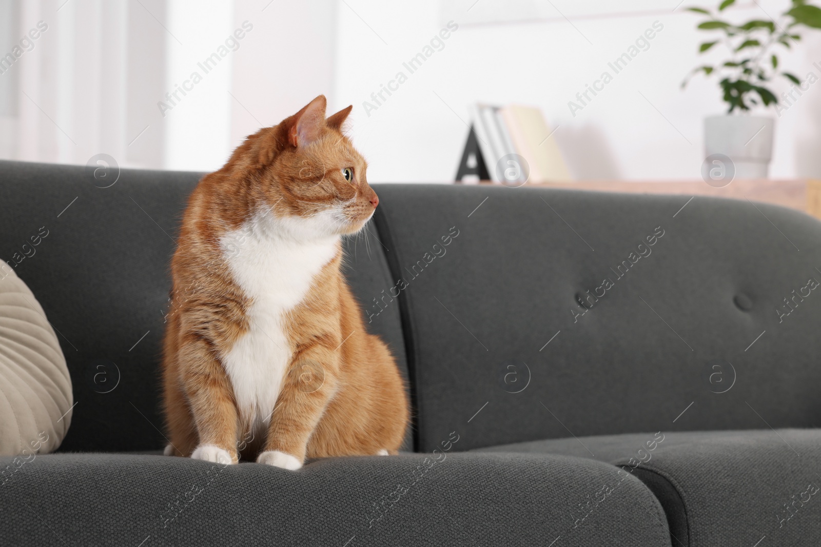 Photo of Cute fluffy ginger cat sitting on sofa at home. Space for text