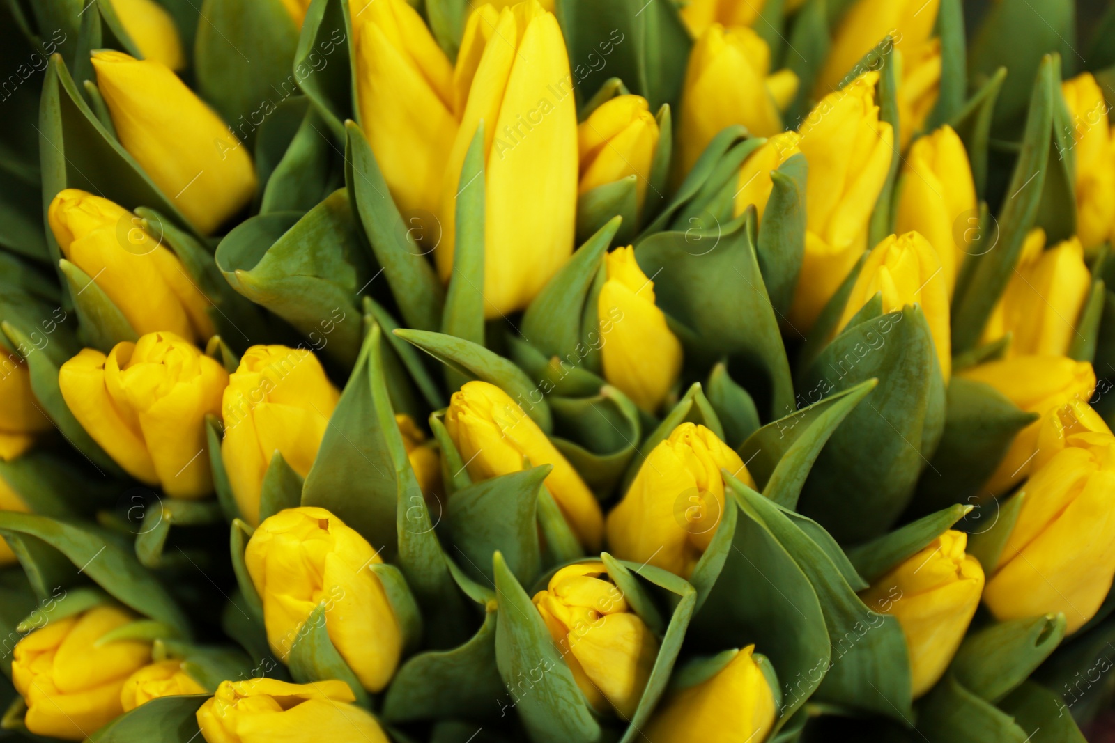 Photo of Beautiful bouquet of tulip flowers as background, closeup