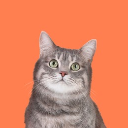 Image of Cute grey tabby cat on pale orange background