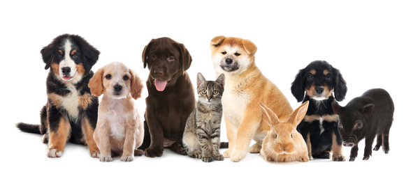 Image of Collage with different adorable baby animals on white background. Banner design 