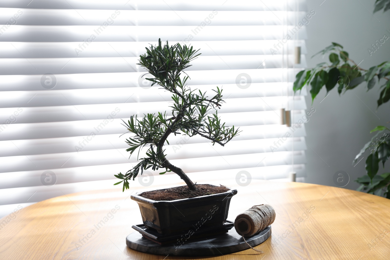 Photo of Japanese bonsai plant and rope on wooden table near window. Creating zen atmosphere at home