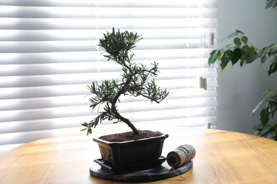 Photo of Japanese bonsai plant and rope on wooden table near window. Creating zen atmosphere at home