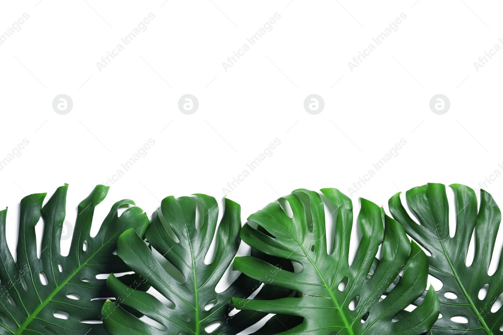 Photo of Green fresh monstera leaves on white background, top view. Tropical plant