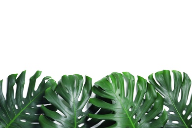 Green fresh monstera leaves on white background, top view. Tropical plant