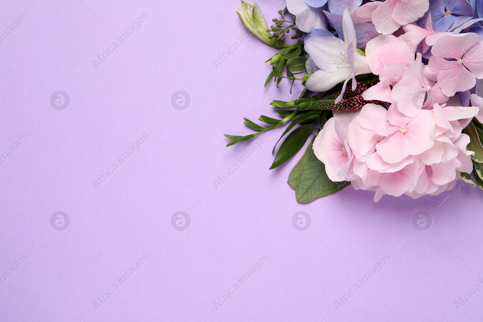 Photo of Beautiful hortensia flowers on violet background, flat lay. Space for text