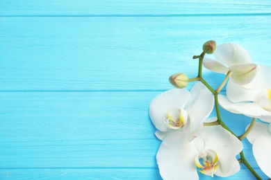 Photo of Branch with beautiful tropical orchid flowers on color wooden background, top view. Space for text