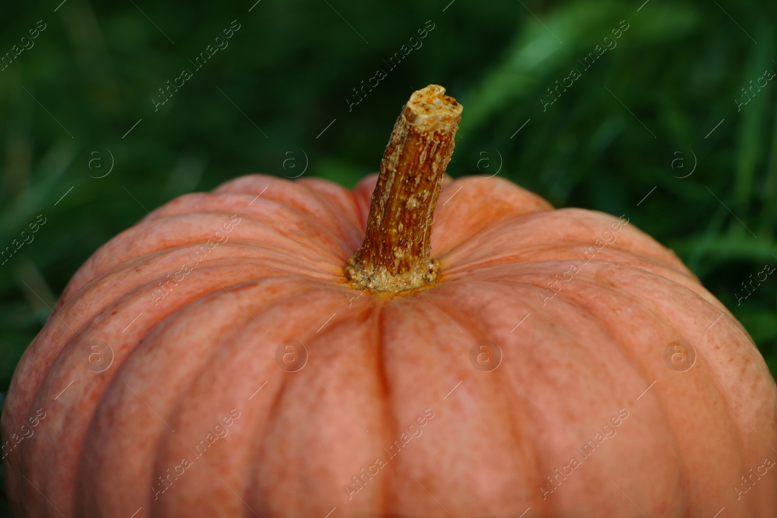 Photo of Whole ripe pumpkin among green grass outdoors, closeup