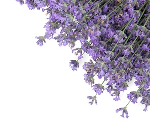 Beautiful tender lavender flowers on white background, top view