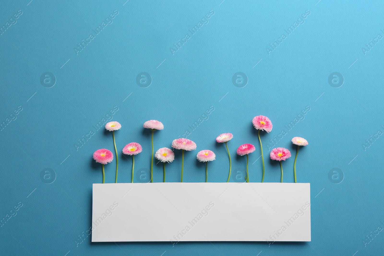 Photo of Flat lay composition with spring daisy flowers and card on color background. Space for text