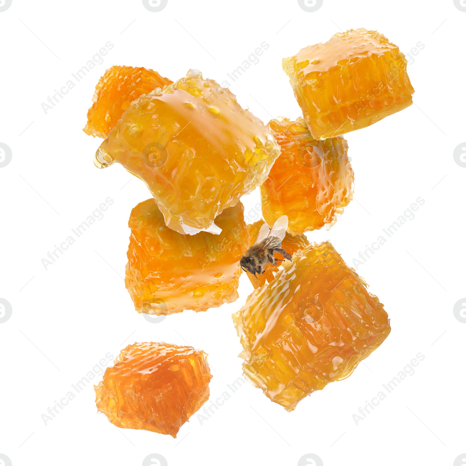 Image of Pieces of honeycomb in air and bee flying on white background