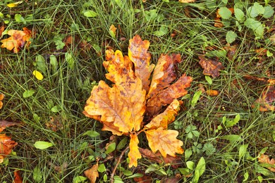 Fallen autumn leaves on grass after rain