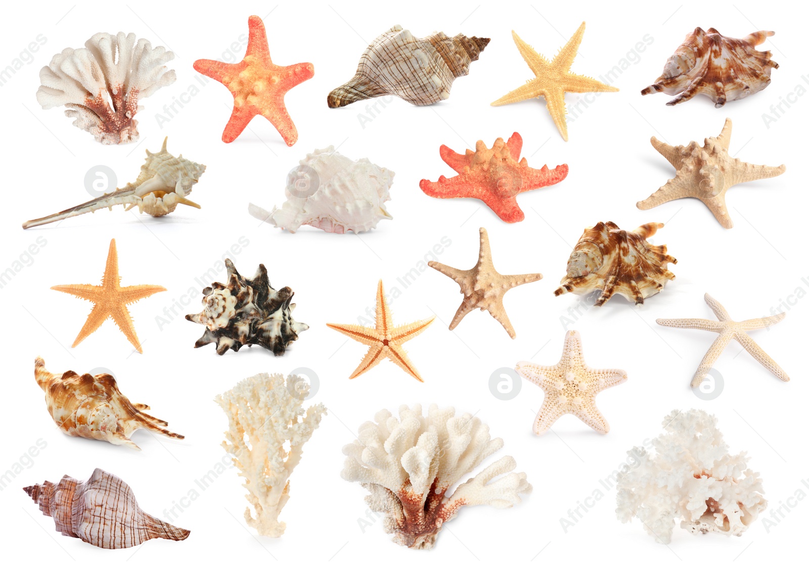 Image of Set with sea stars, shells and corals isolated on white