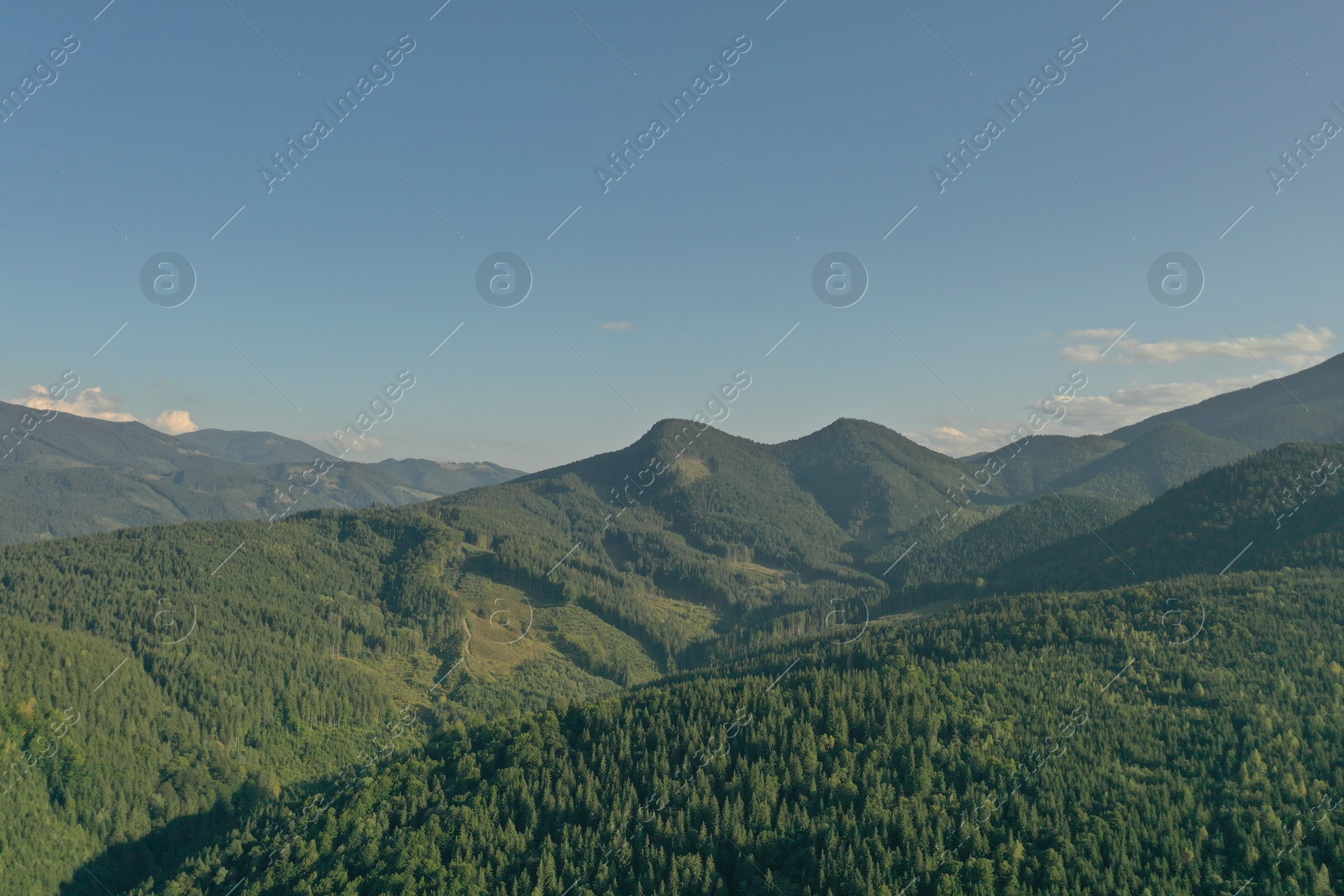 Photo of Aerial view of beautiful conifer trees in mountains on sunny day