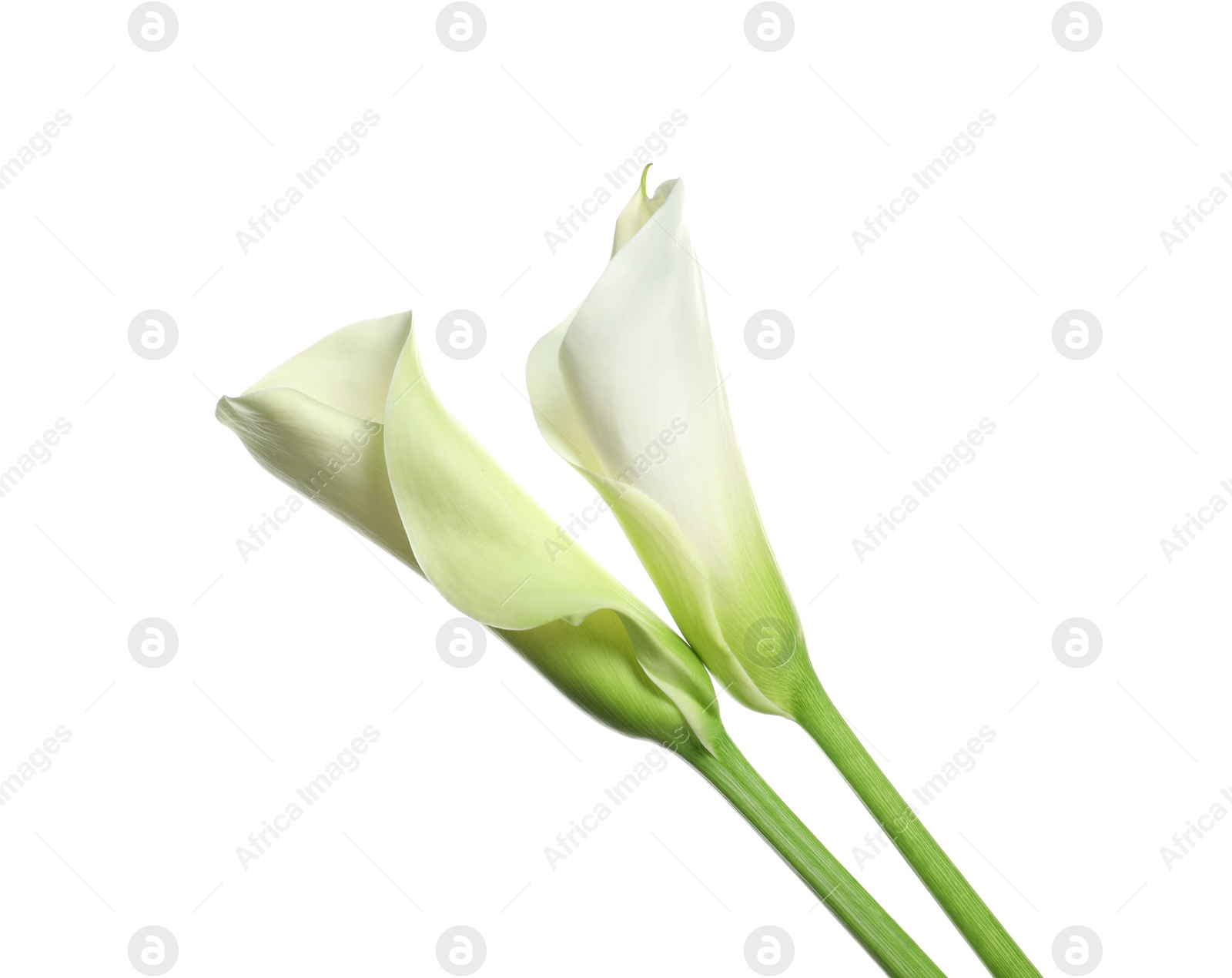 Photo of Beautiful calla lily flowers on white background