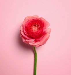 Beautiful ranunculus flower on color background