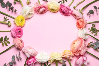 Photo of Frame of beautiful ranunculus flowers on pink background, flat lay. Space for text