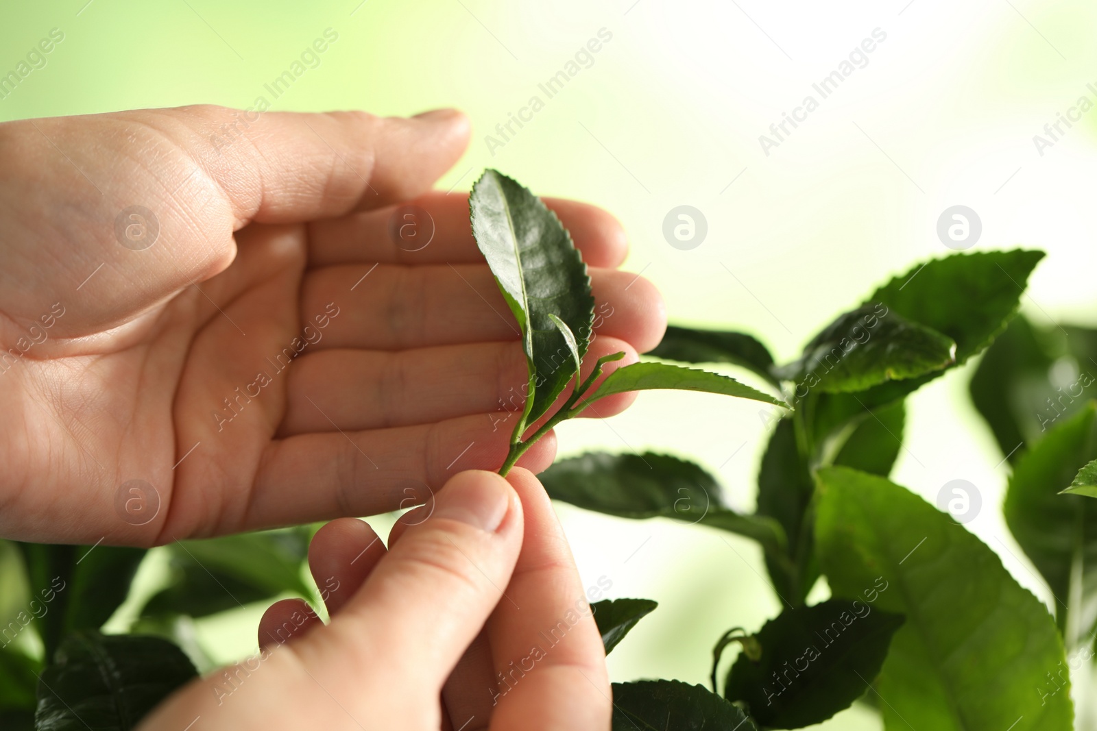 Photo of Farmer holding green leaves near tea plant against light background, closeup