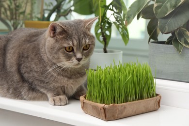 Cute cat near fresh green grass on windowsill indoors