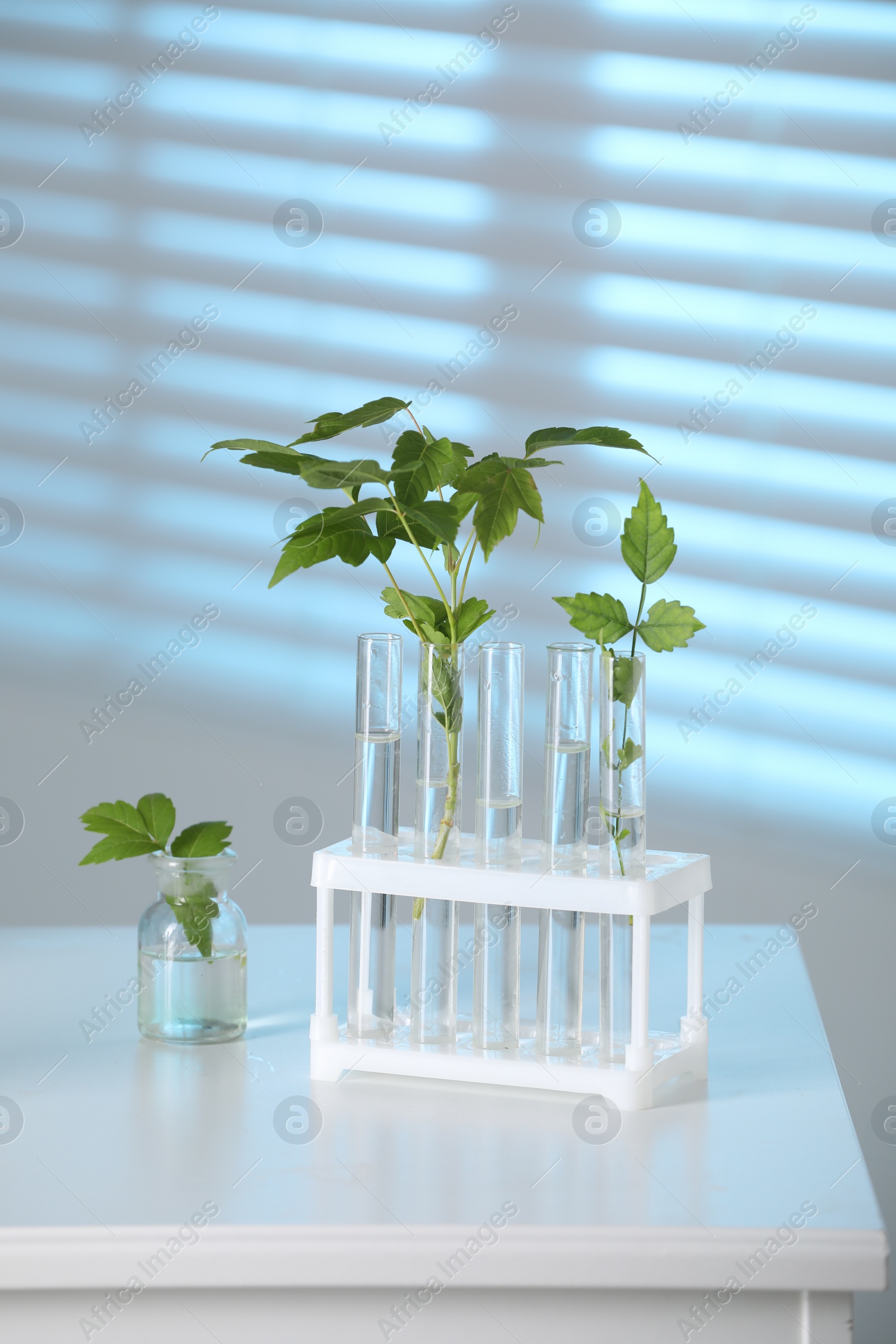 Photo of Laboratory glassware with plants on white table, toned in blue