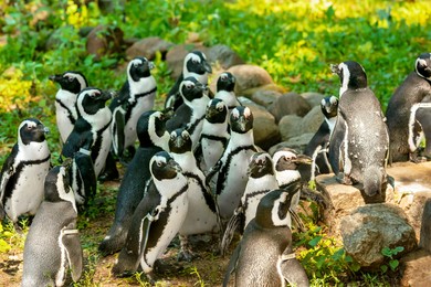 Group of African penguins on rocks in zoo