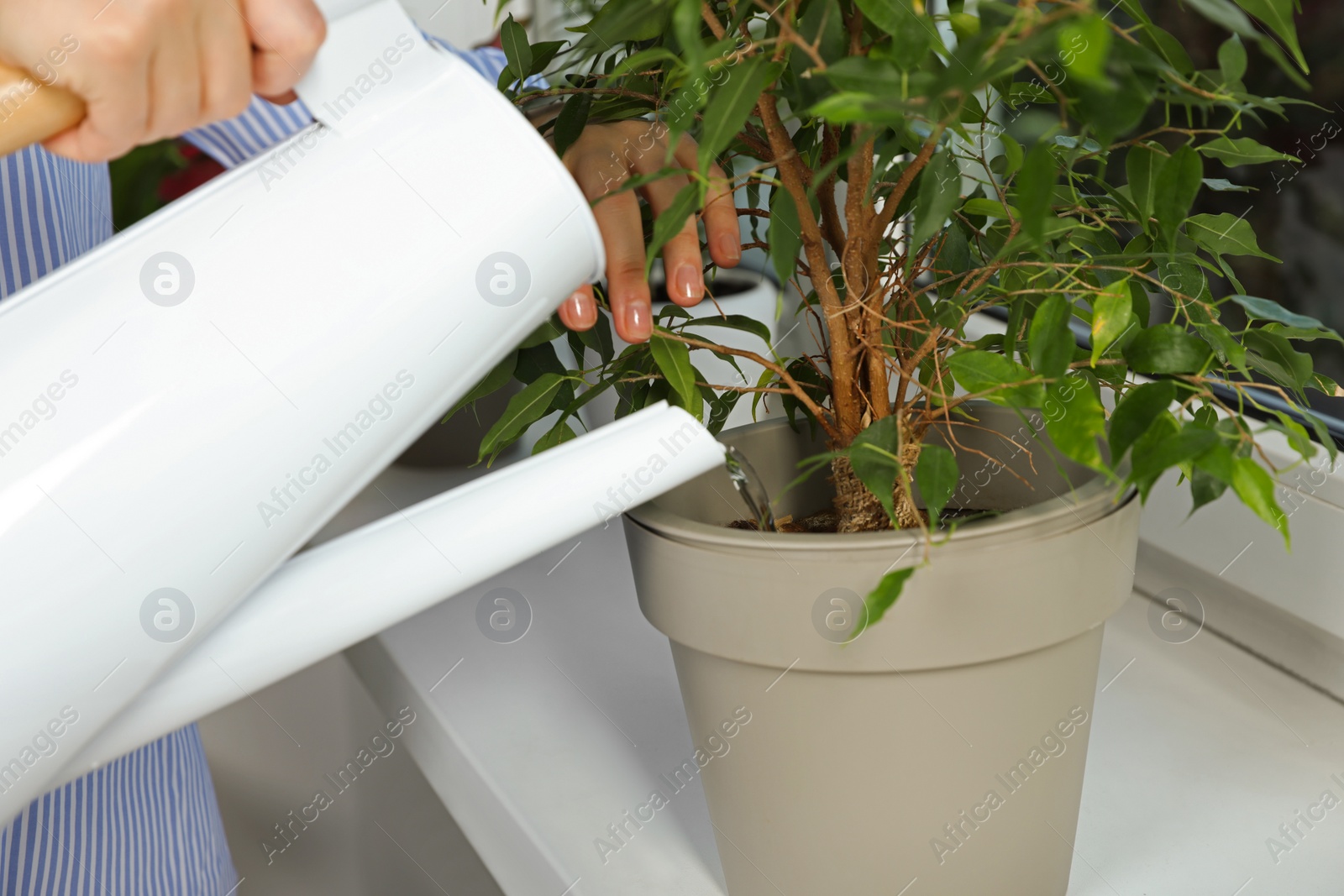 Photo of Woman watering beautiful houseplant on windowsill at home, closeup