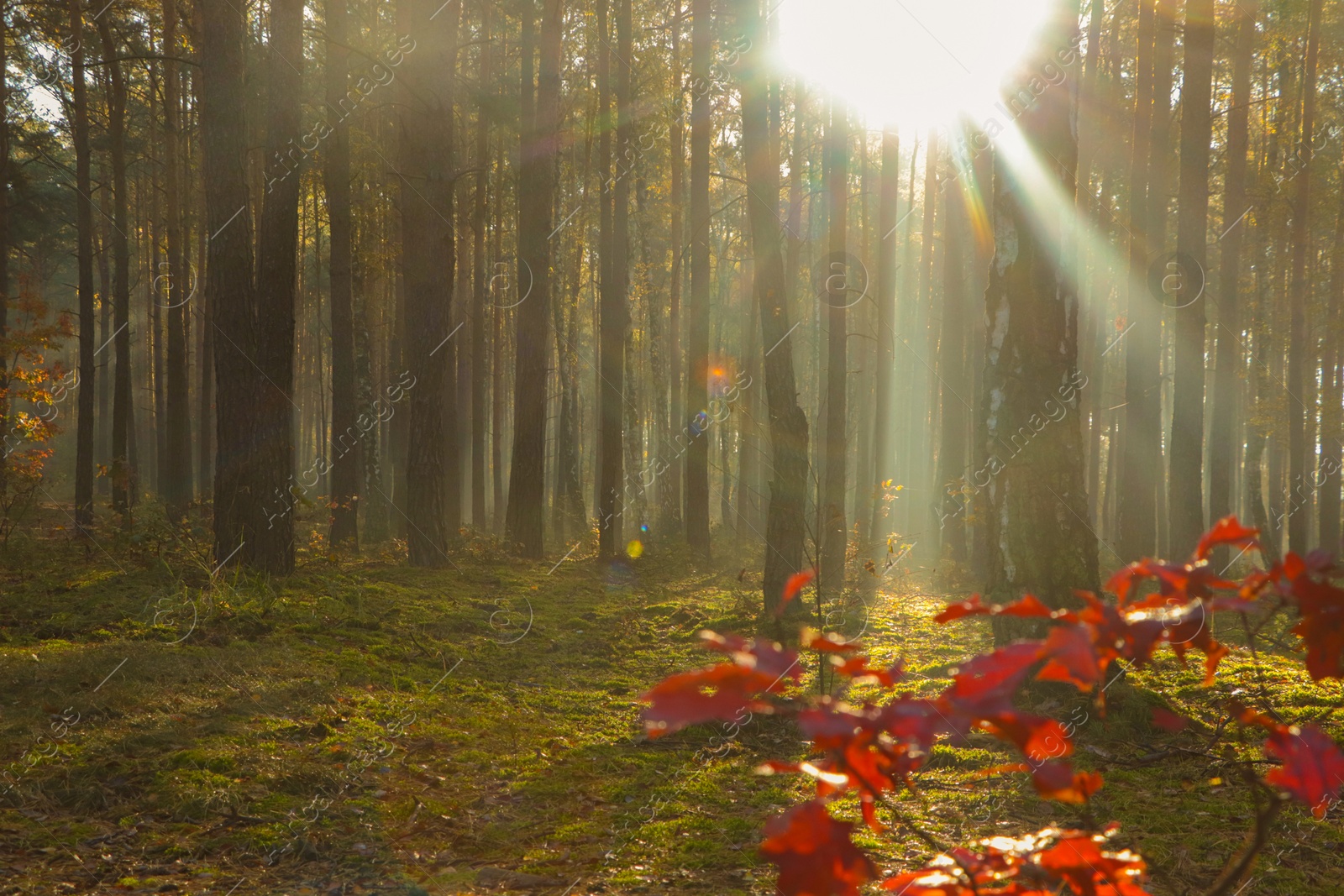 Photo of Majestic view of forest with sunbeams shining through trees in morning