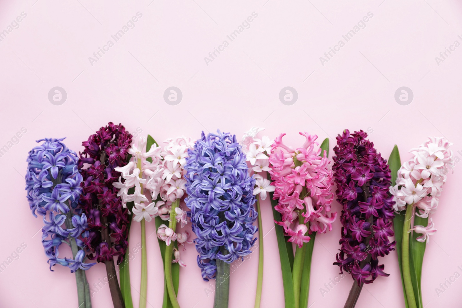 Photo of Beautiful spring hyacinth flowers on color background, top view. Space for text