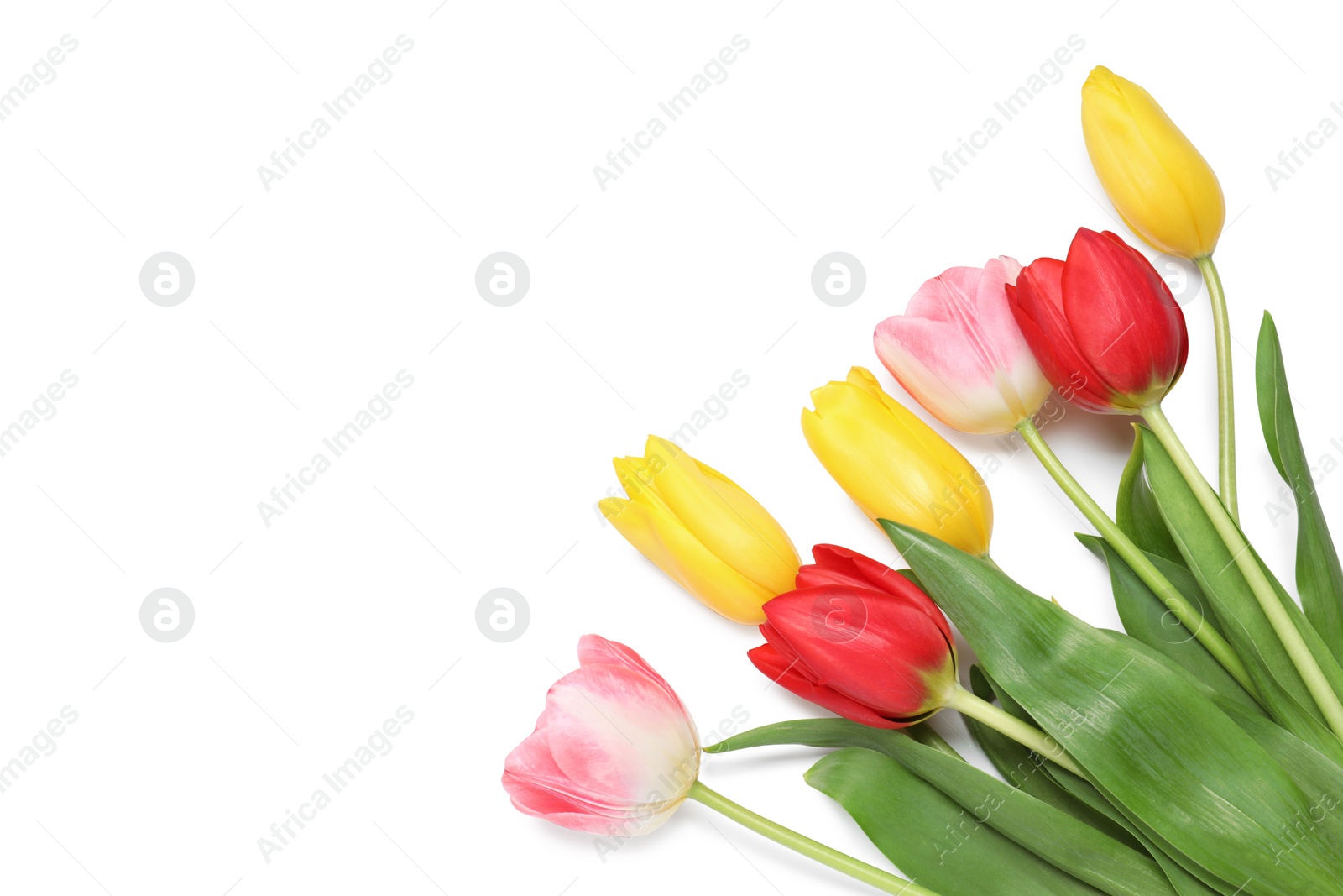 Photo of Beautiful colorful tulips on white background, top view